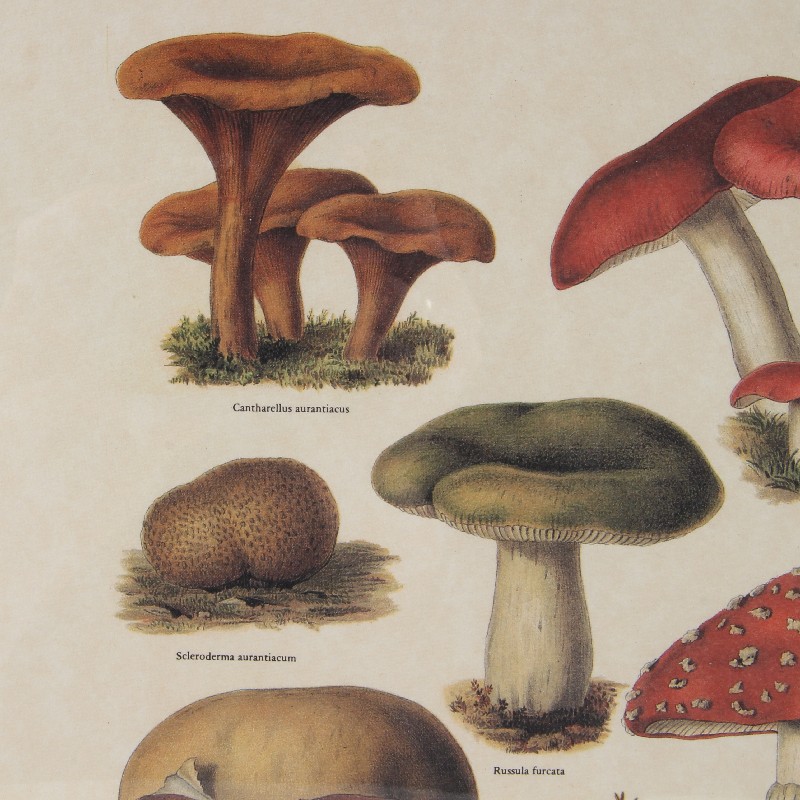 Print 35x45 cm Paddestoelen ASS/2
