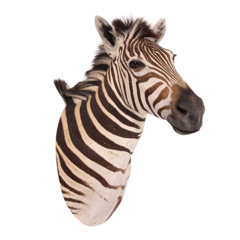 Zebra head 90 cm