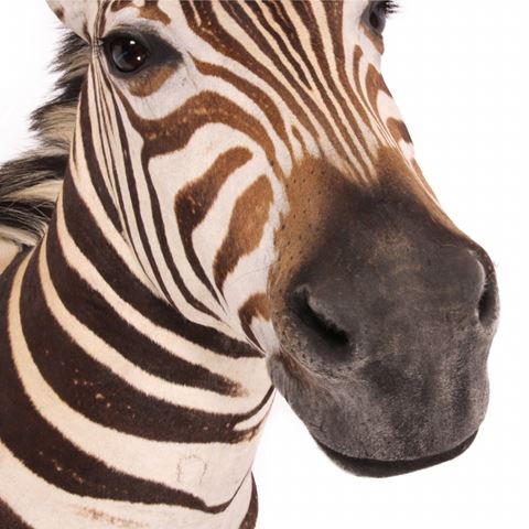 Zebra head 90 cm