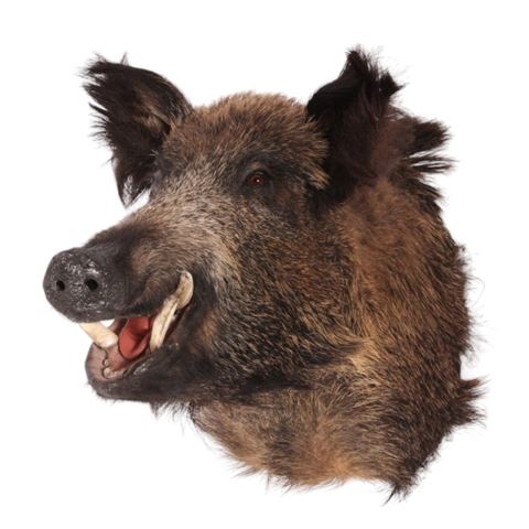 Wild boar large