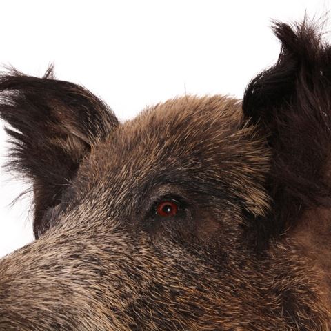 Wild boar large
