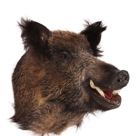 Wild boar large