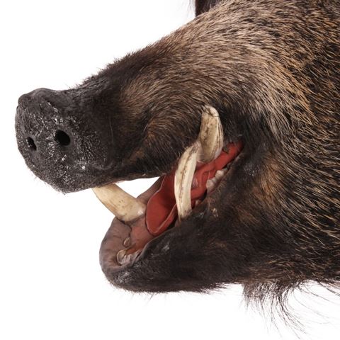 Wild boar large