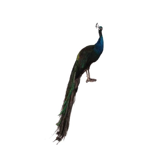 Pfauenblau auf schwarzem Grund (L)