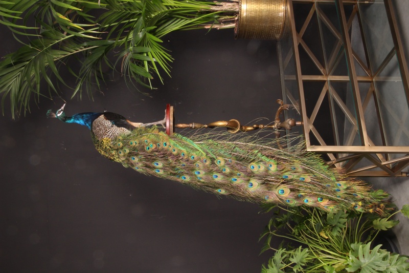 Peacock blue on black base (L)