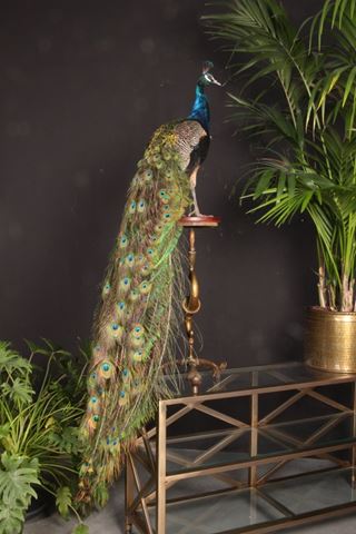 Pfauenblau auf schwarzem Grund (L)