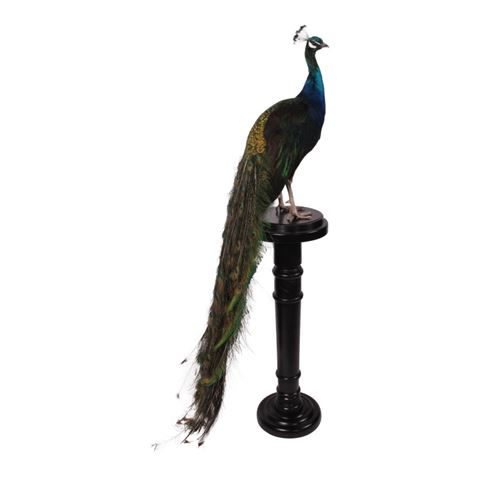 Pfauenblau auf schwarzem Grund (L)