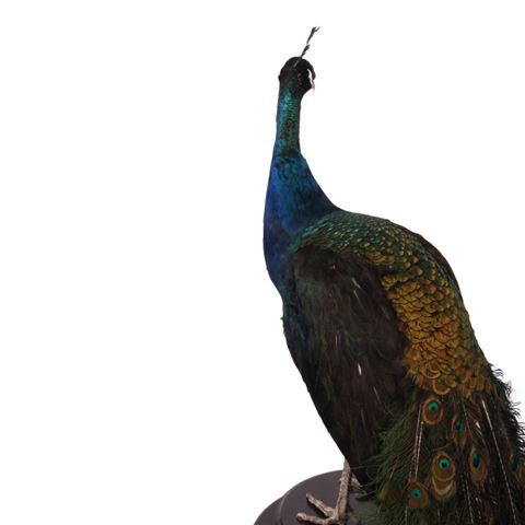 Pfauenblau auf schwarzem Grund (L)