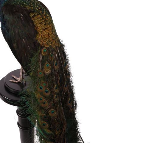 Pfauenblau auf schwarzem Grund (L)