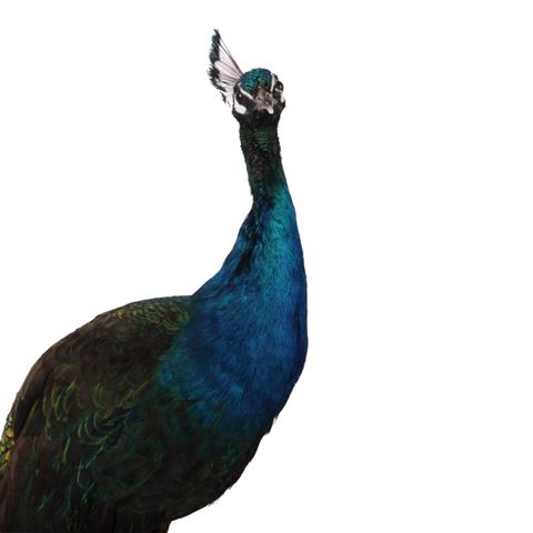 Pfauenblau auf schwarzem Grund (L)