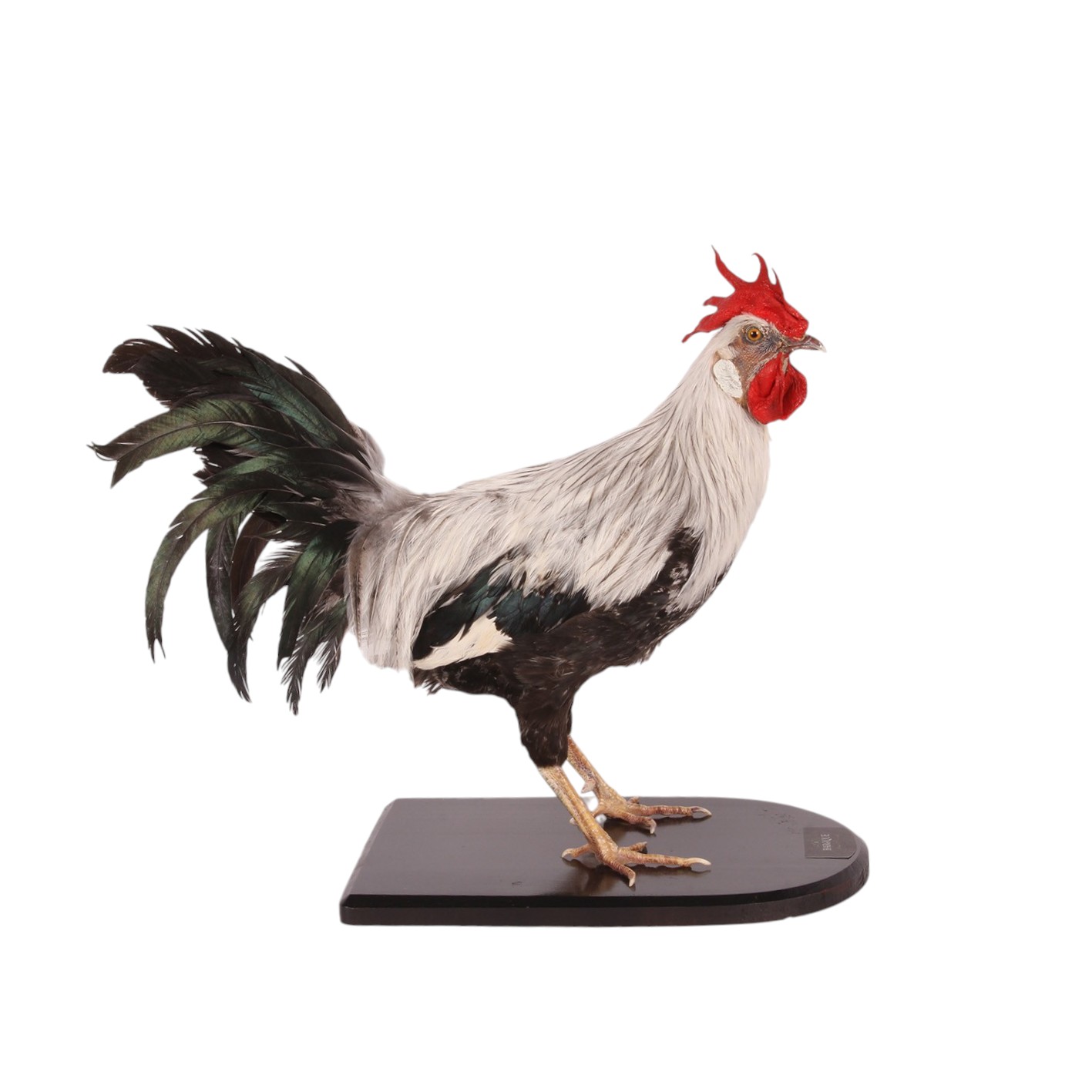 Onagadori Haan