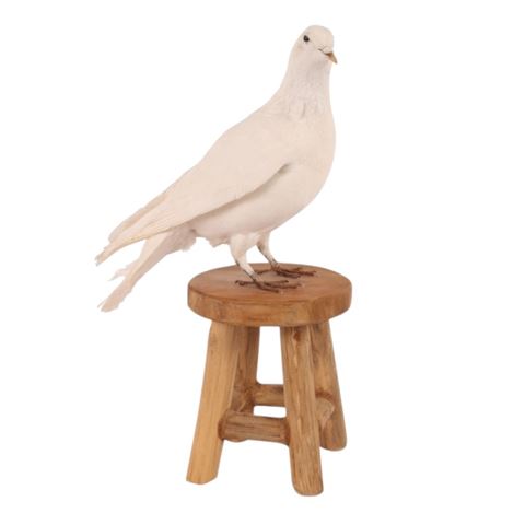 Pigeon on stool