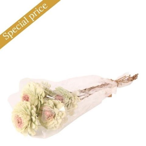 Nat. Shola Bellary 8 cm