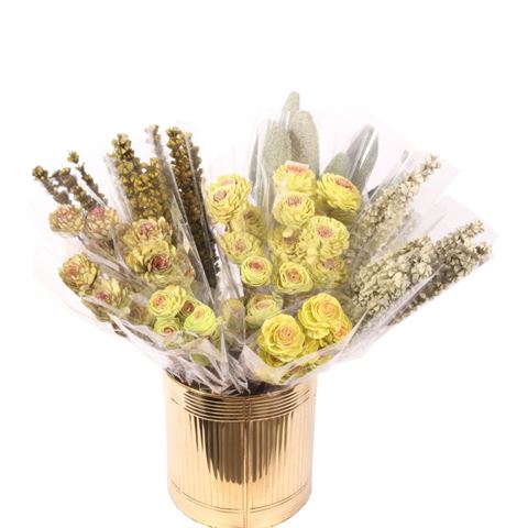 Nat. Shola Bellary 8 cm