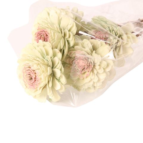 Nat. Shola Bellary 8 cm