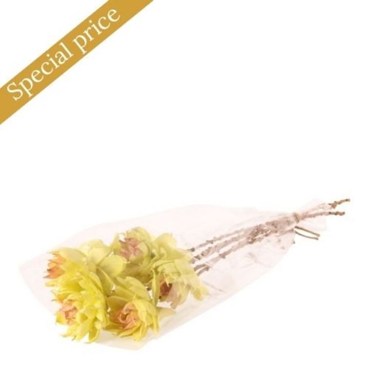 Nat. Shola Spike Flower 8 cm