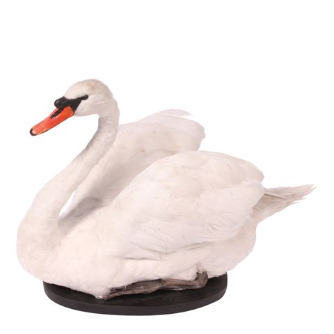 Taxidermy Swan sitting