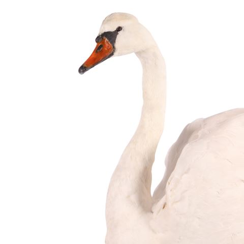 Taxidermy Swan sitting