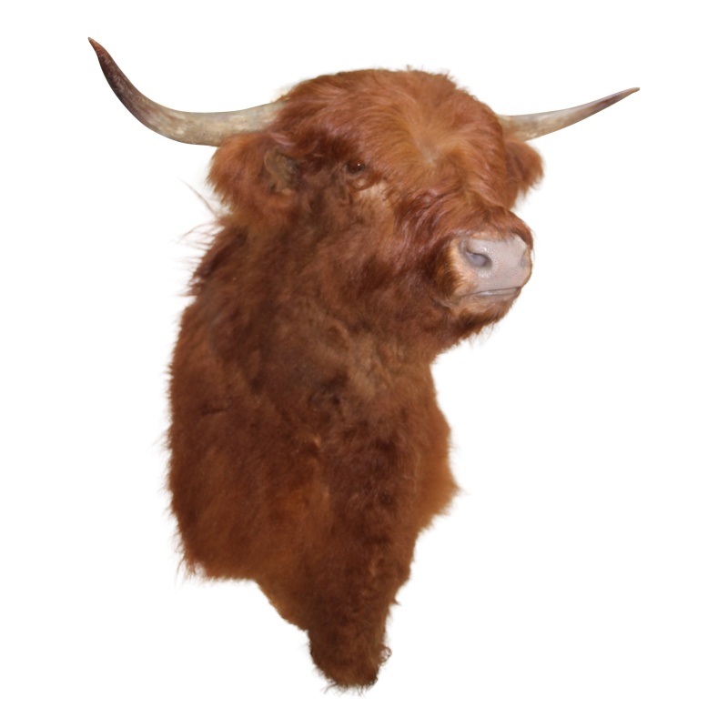 Schotse Hooglander