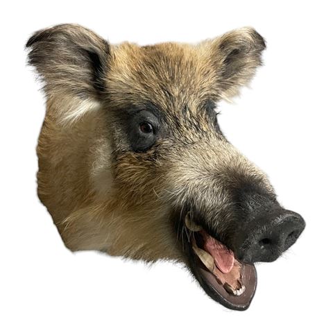 Taxidermy Wild boar "Blondie"