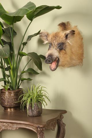 Taxidermy Wild boar "Blondie"