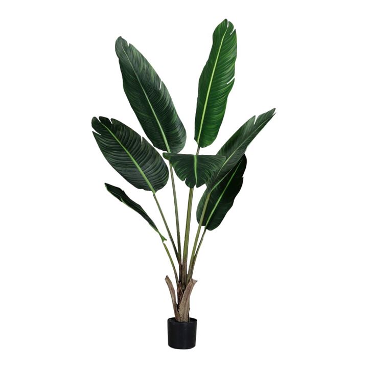 Plant Strelitzia 135 cm