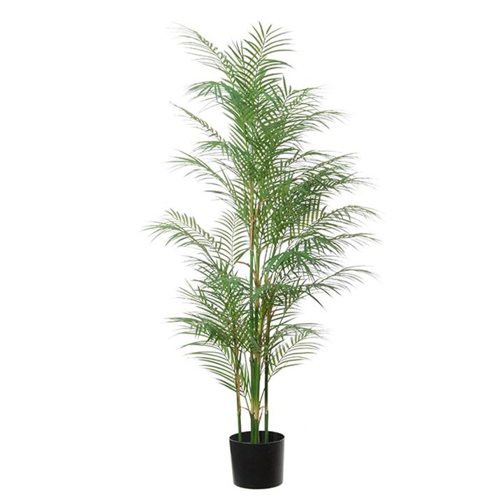 Plant Arecapalm 145 cm